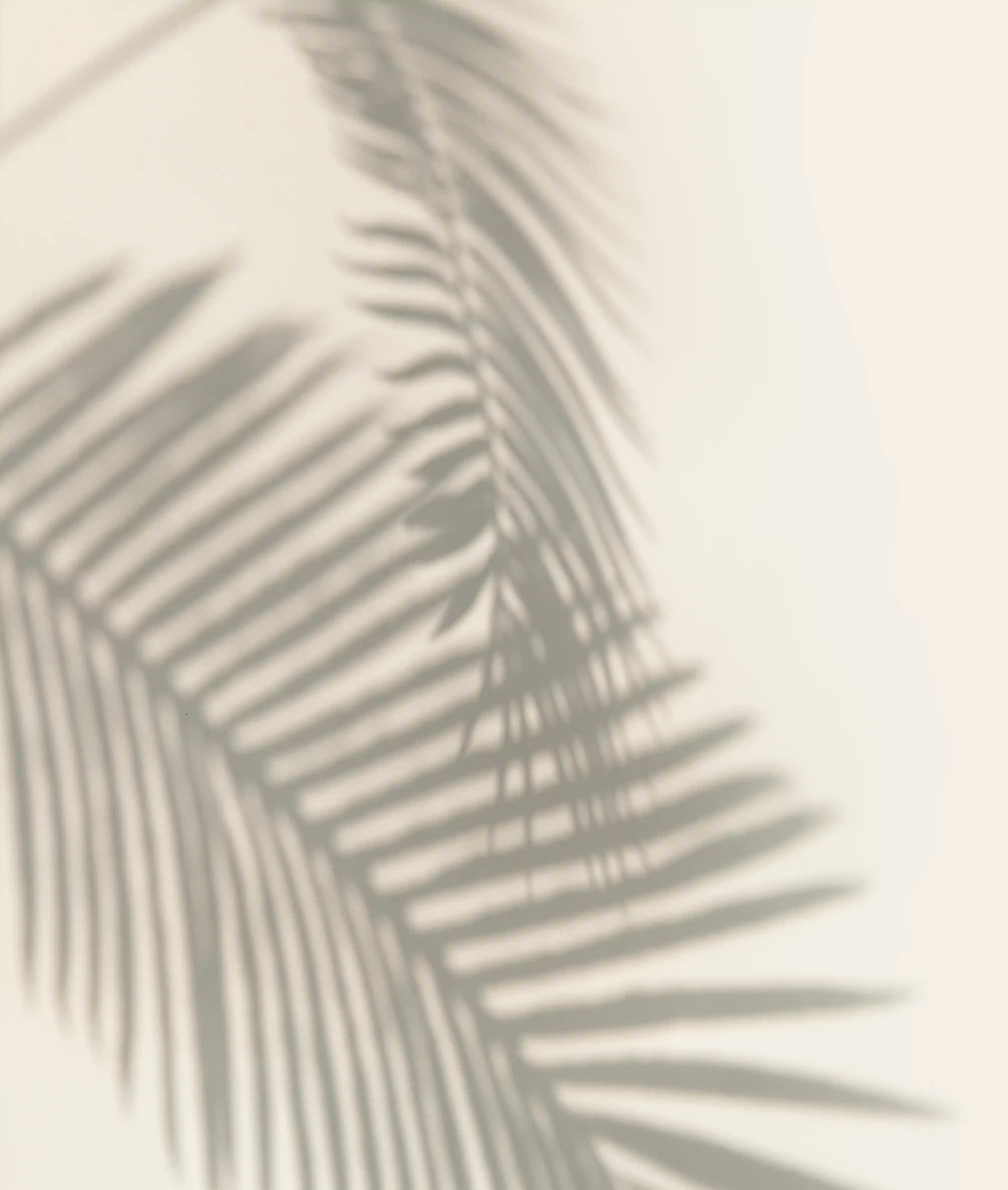 Palmblatt Hintergrund