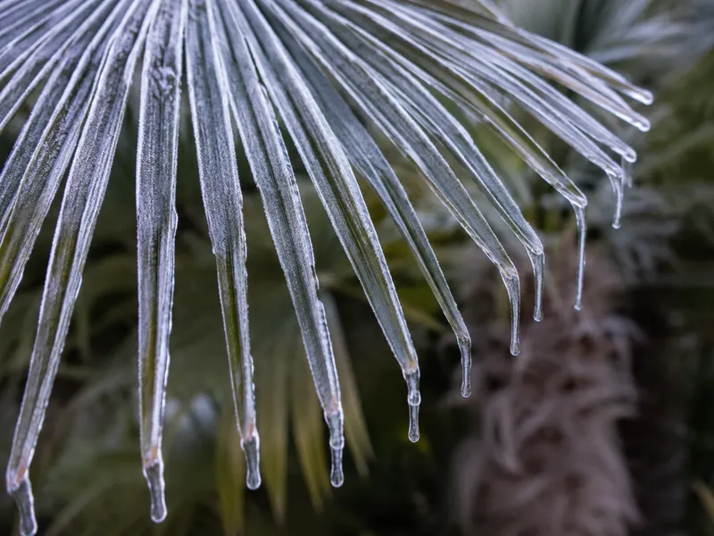 Hanfpalme nach extremem Frost in Deutschland
