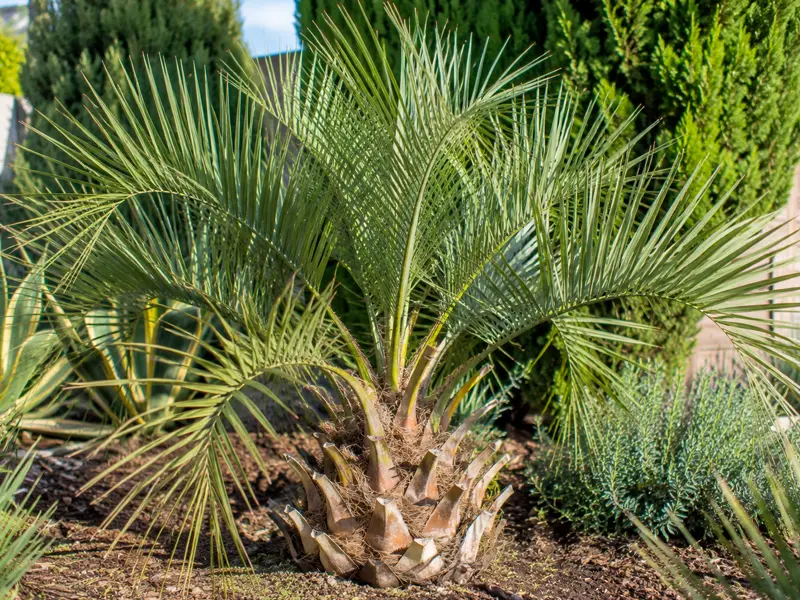 Butia odorata – Geleepalme mit bogenförmigen Wedeln