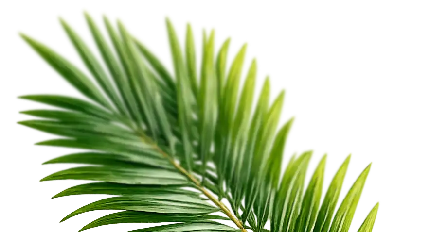 Palmwedel unten