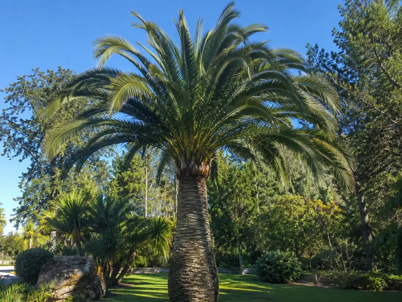 Jubaea chilensis – Chilenische Honigpalme
