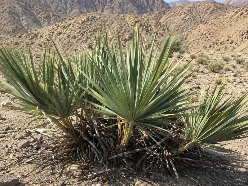 Nannorrhops ritchiana – Mazaripalme aus Afghanistan