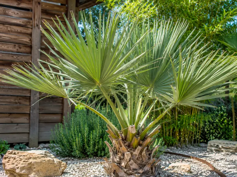 Sabal minor – Zwergpalmetto mit unterirdischem Meristem