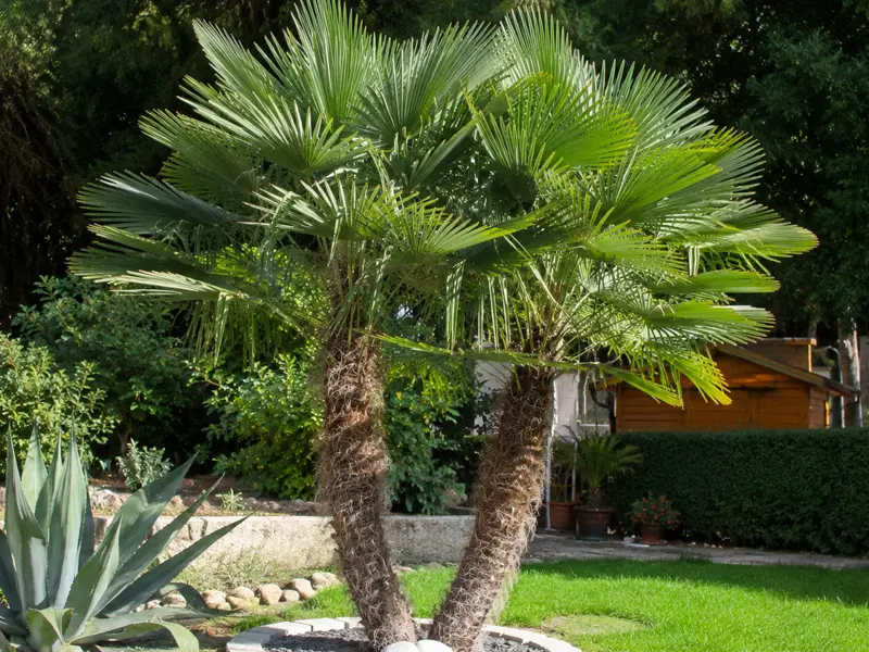 Trachycarpus fortunei – Chinesische Hanfpalme
