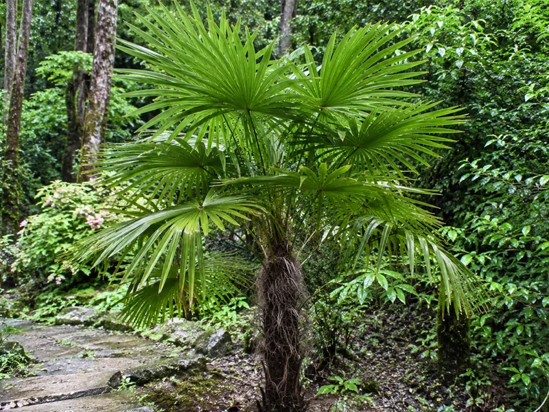 Trachycarpus martianus – Khasia-Hanfpalme mit glattem Stamm