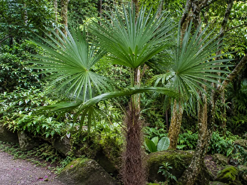 Trachycarpus oreophilus – Thai-Hanfpalme schlank und elegant