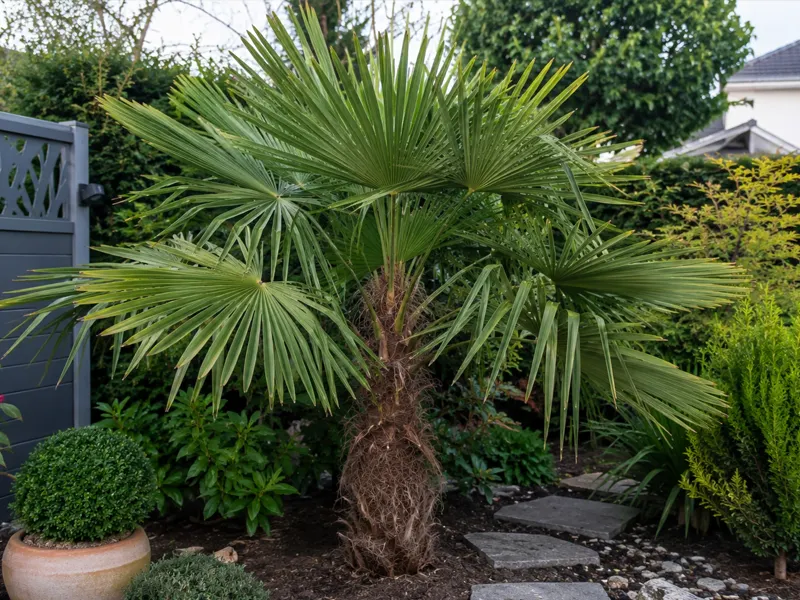 Trachycarpus takil – Kumaon-Hanfpalme aus dem Himalaya