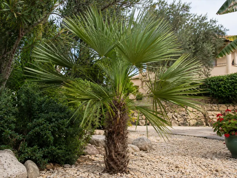 Trachycarpus ukhrulensis – Manipur-Hanfpalme