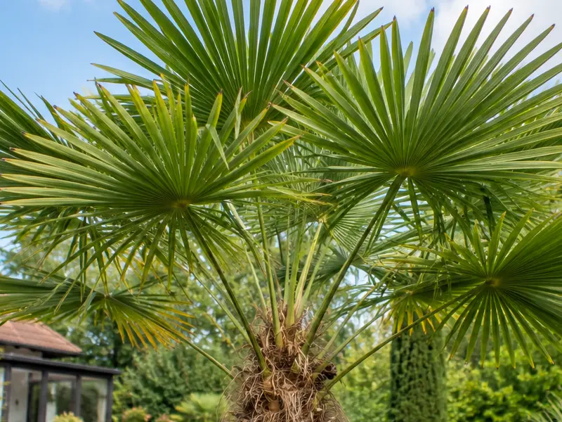 Trachycarpus wagnerianus – Wagners Hanfpalme