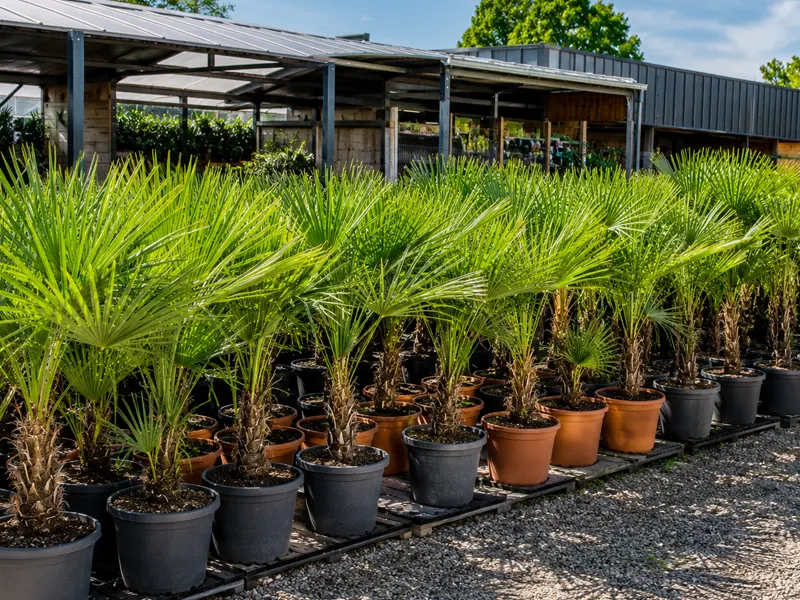Palme im Kübel für die Überwinterung vorbereitet